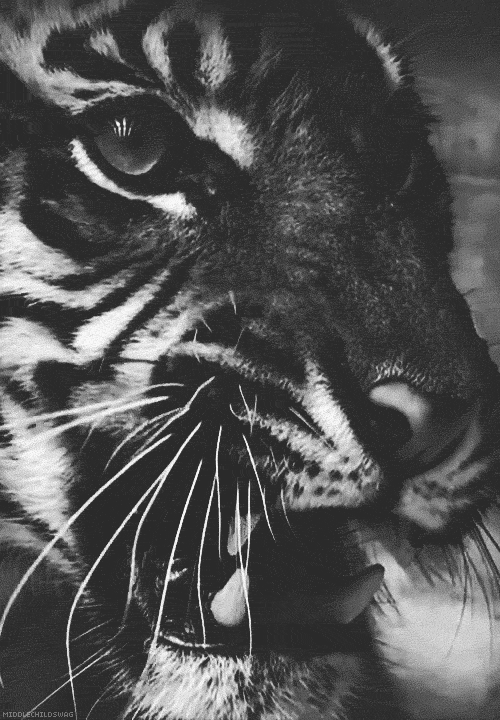 tiger rawr