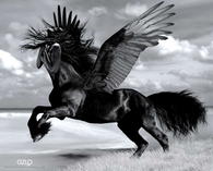 Black Pegasus
