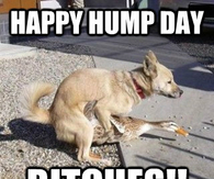 Happy Hump Day Bitches