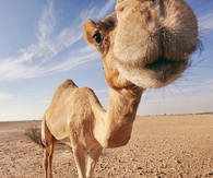 Happy Hump Day