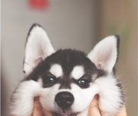 Say Cheese