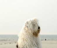 Sheepdog Sitting Pretty on the Beach