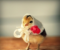 Fancy Bird