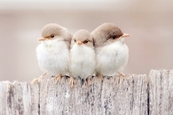 Three Little Birds