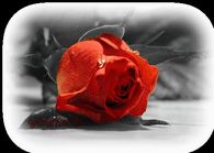 Sparkling Red Rose
