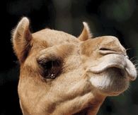 Happy Hump Day