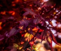Autumn Shades..Just Beautiful
