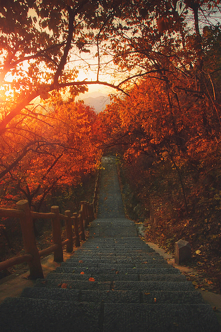 Path of autumn