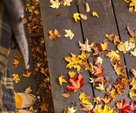 Autumn leaves