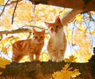 Autumn kitty