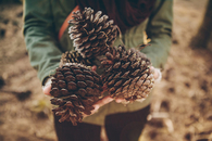 Huge pinecones