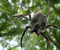 Spider skull