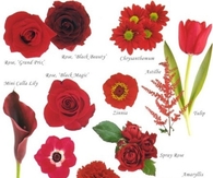 Flower Guide
