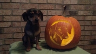 Dog Pumpkin