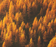 Fall forest
