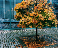 Fall tree