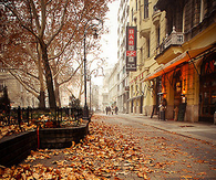 Leaves of the fall