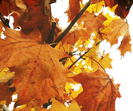 Fall leaves