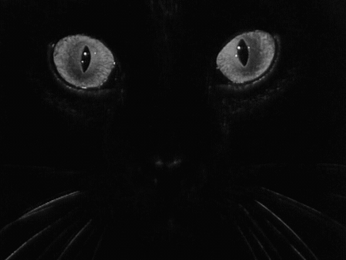 Cat Eyes