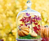 Fall in a jar