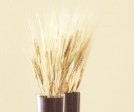 Harvest vases