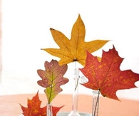Leaves display