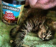 Sleeping Kitty Ate Too Much Ice Cream