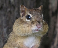 Cute Chipmunk