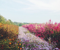Wildflowers
