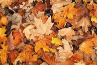 Leaves of the fall