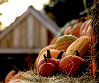 Pumpkin patch