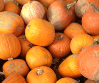 Pumpkins