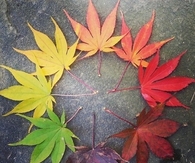 Colorful leaves