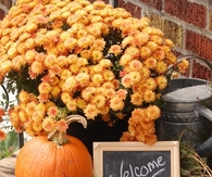 Welcome autumn