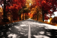 Path of autumn trees