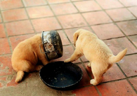 Cute puppies