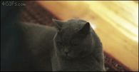 cute cat