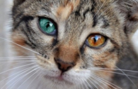 blue green eyed cat