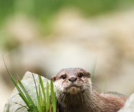 Cute animal