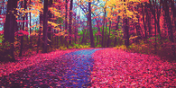 Colorful autumn