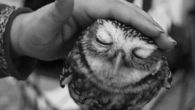 Cute owl