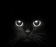 Black cat