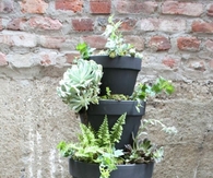 Planterfall