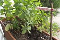 Clothespin Plant Markers