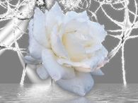 Sparkling White Rose