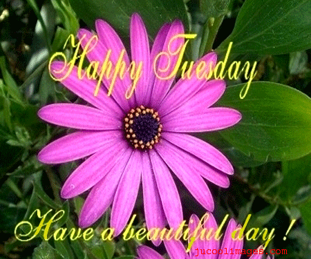 Happy Tuesday