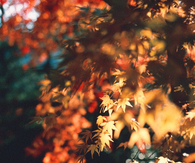 Changing leaves