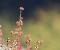 Pretty wild flowers