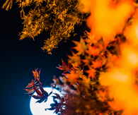 Autumn moon