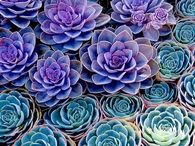 Succulents